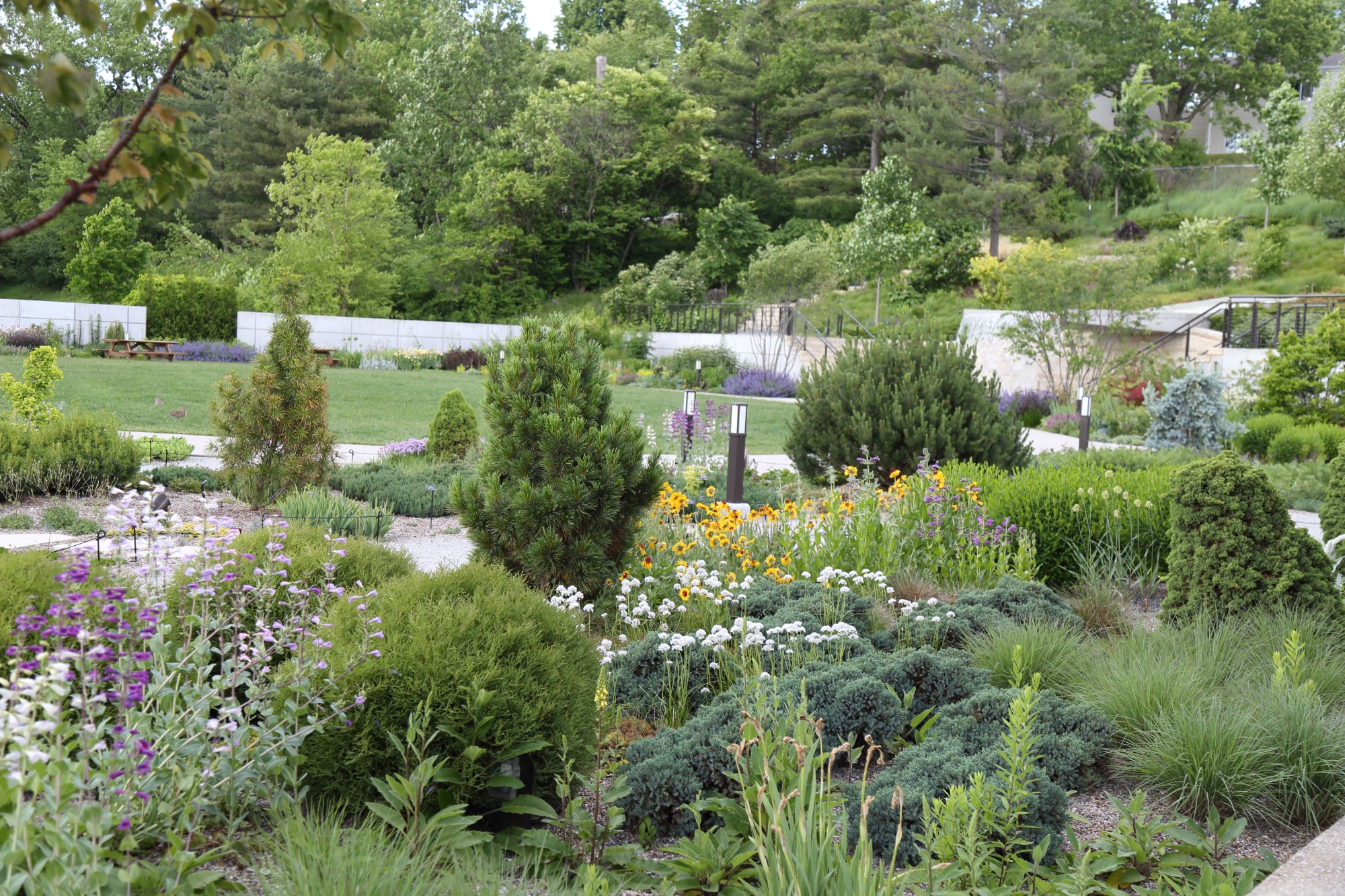 The Rutledge Conifer Garden, May 2017. Photo by Kelly Norris.
