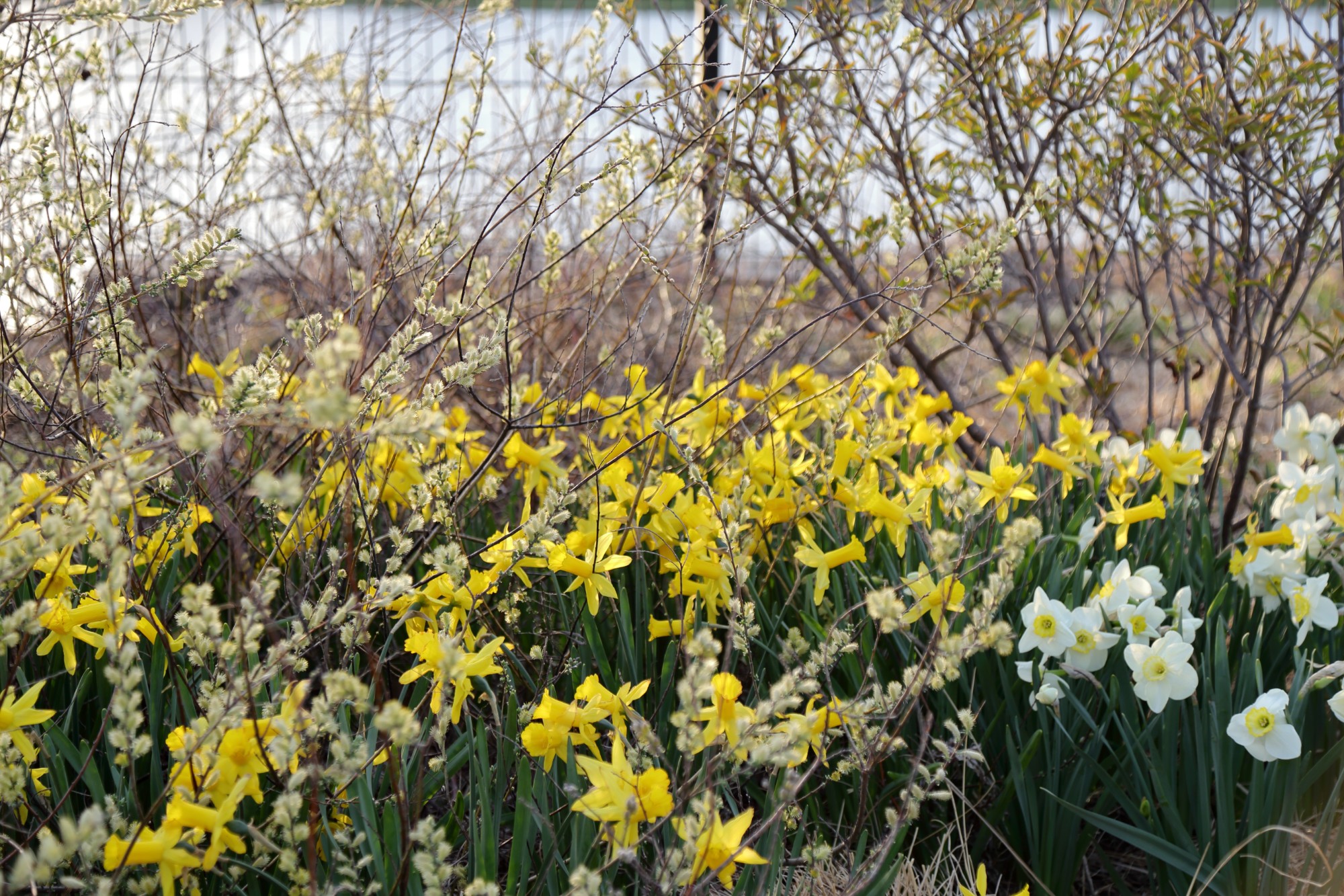 Salix repens 'Bridal Rice' and daffodils in the Lauridsen Savanna, May 2018. Photo by Kelly Norris.