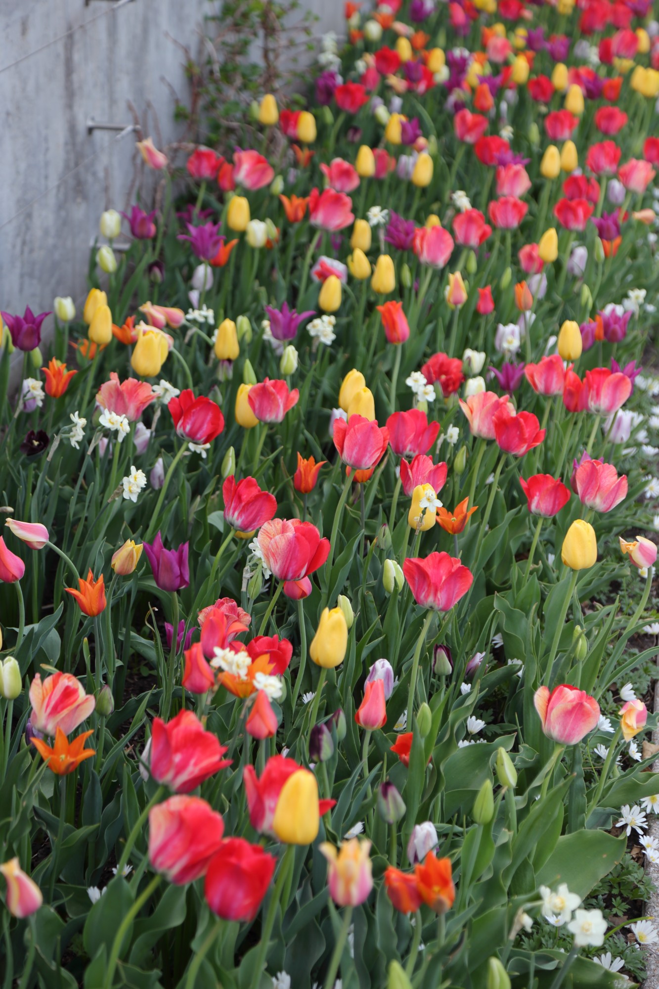 Tulip displays along the Koehn Garden Espalier Wall, May 2018. Photo by Kelly Norris.