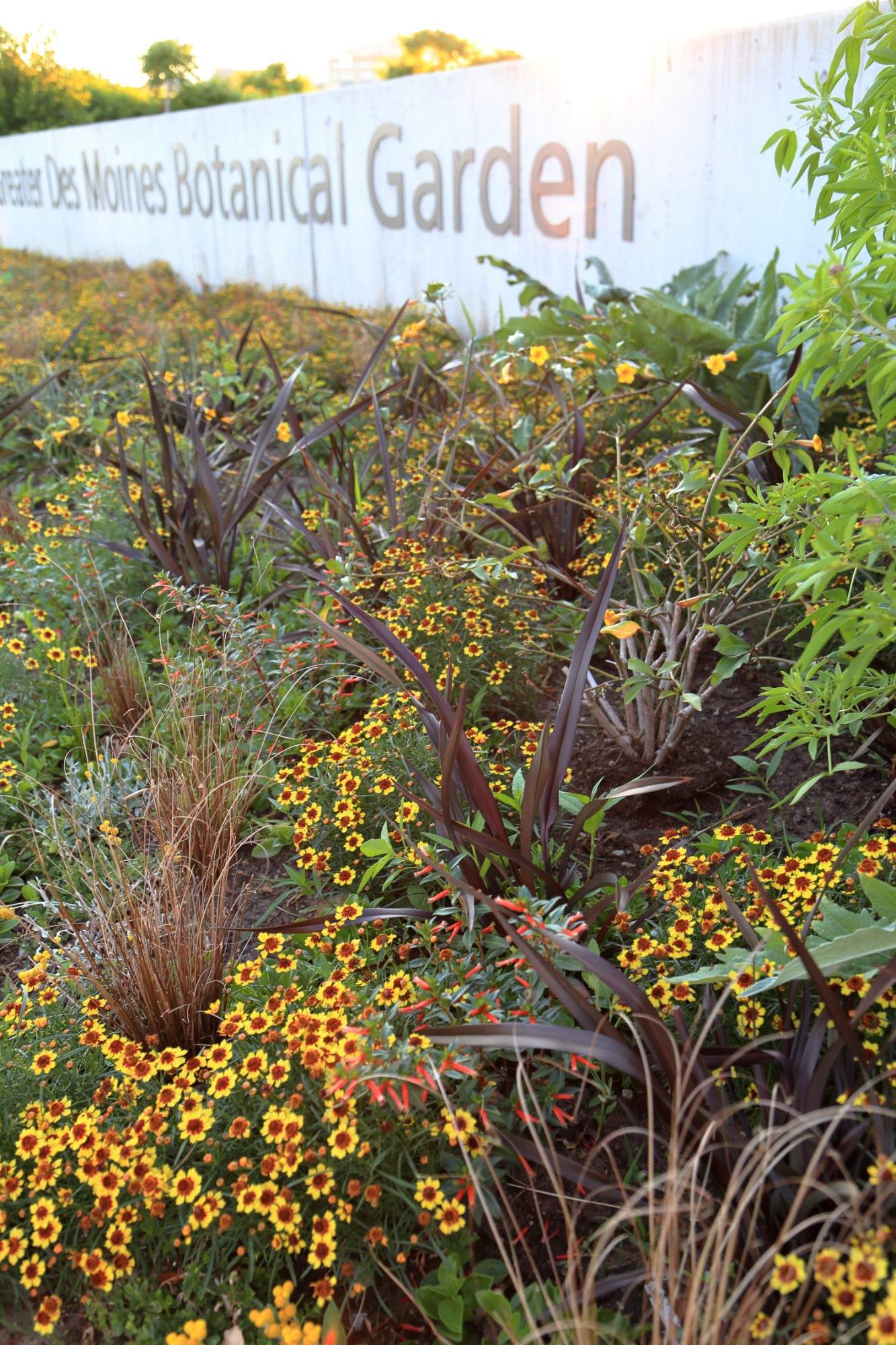 A summer matrix of coreopsis, sedges, cupheas and more in the EMC Insurance Foundation Entry Garden, June 18. Photo by Kelly Norris.