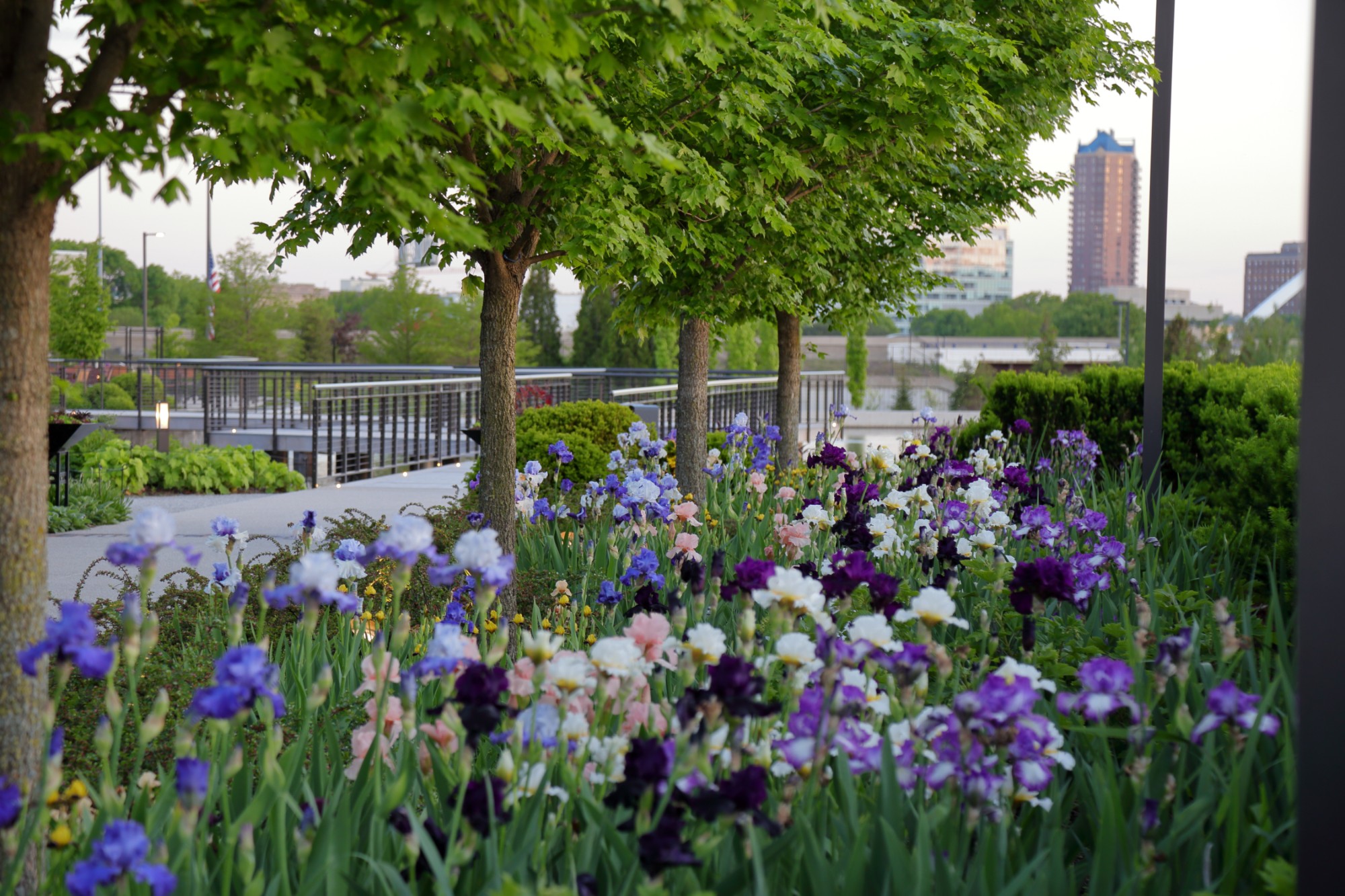 Bearded irises along the Ruan Allee. Photo by Kelly Norris.