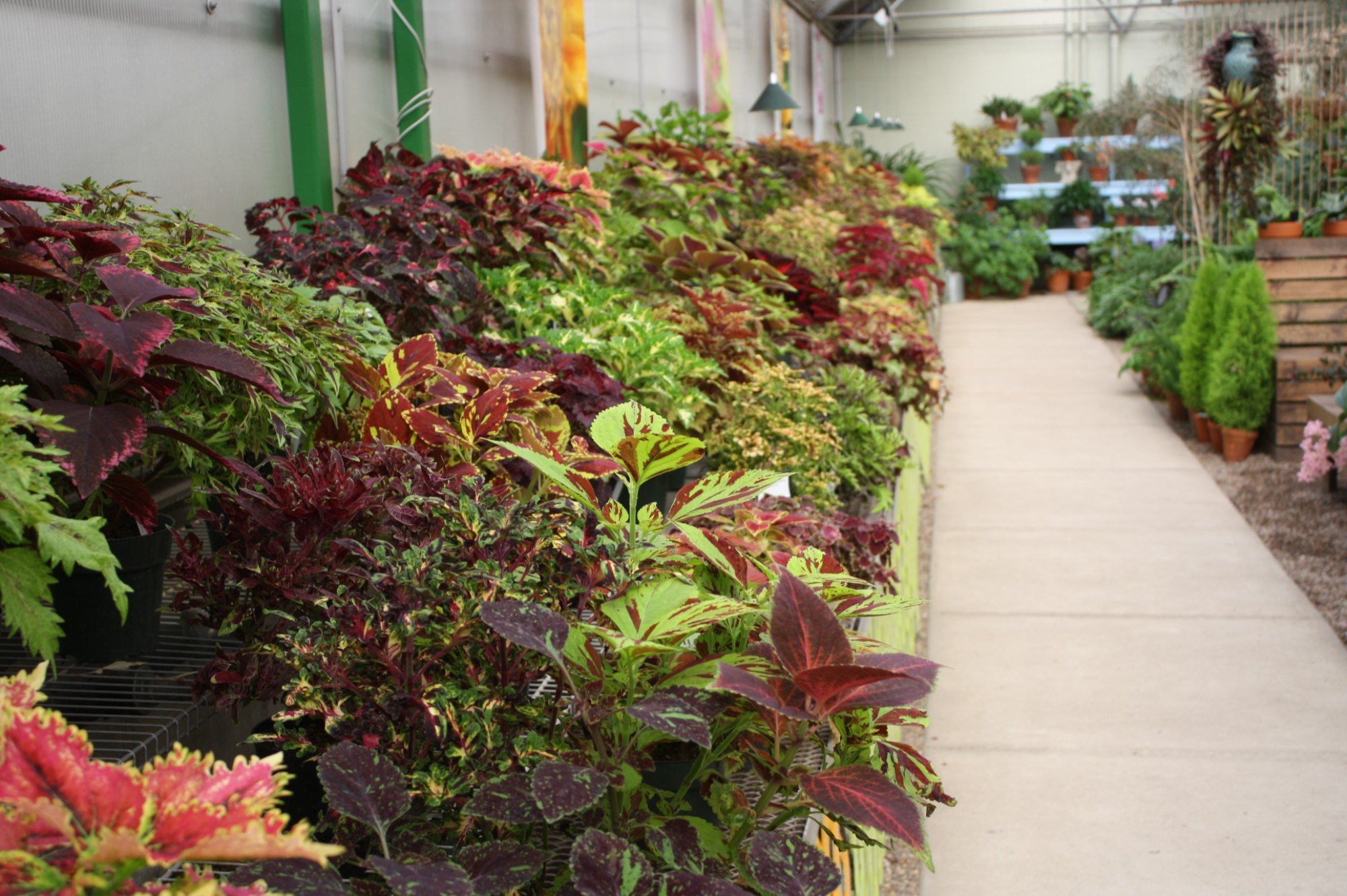 The coleus display collection in the Gardeners Show House, May 2016. Photo by Kelly Norris.