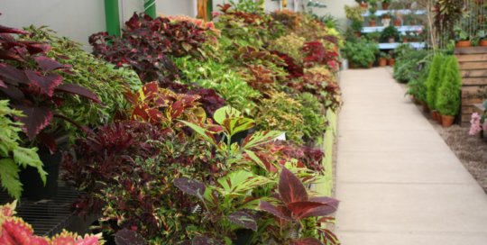 The coleus collection on display in the Gardeners Show House. Photo by Leslie Hunter.