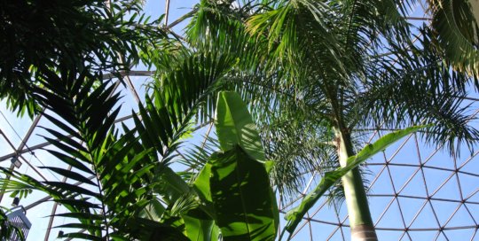 Canopy palms translate the architectural lines of the conservatory roof, November 2016.