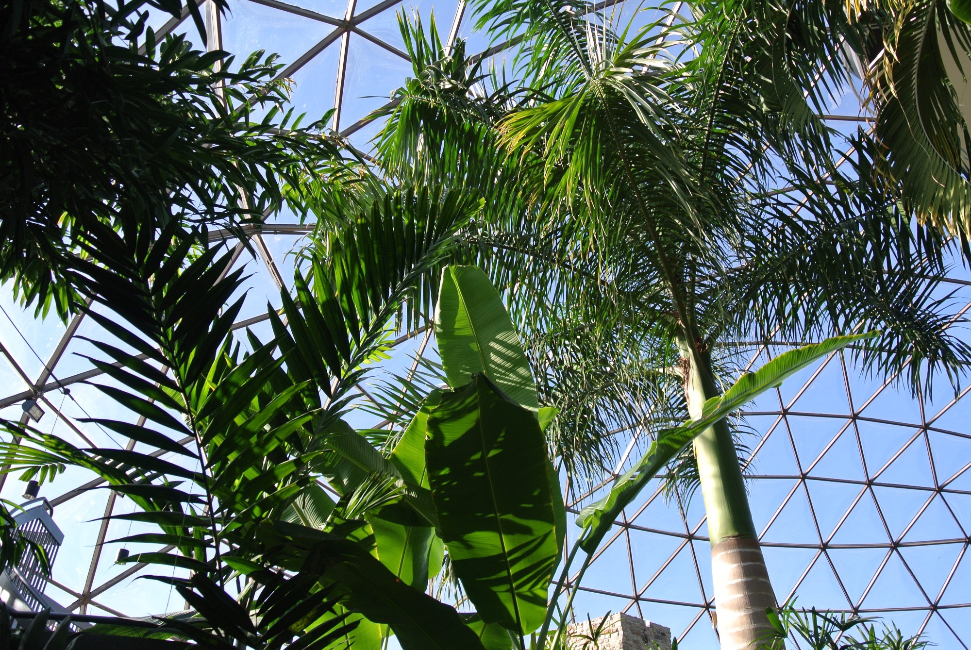 Canopy palms translate the architectural lines of the conservatory roof, November 2016.