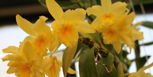 Dendrobium Yellow Song 'Canary', Gardeners Show House. Photo by Leslie Hunter.