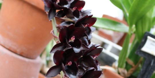 Fredclarkera After Dark 'SVO Black Pearl' (Momodia Painted Desert x Ctsm. Donna Wise), Gardeners Show House. Photo by Leslie Hunter.