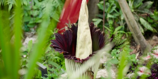 Amorphophallus titanum (Carrie the Corpse Flower). Photo by Ivory House Photography.