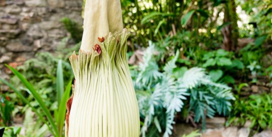 Amorphophallus titanum (Carrie the Corpse Flower). Photo by Ivory House Photography.