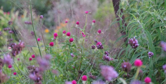 Gomphrena 'Forest Pink' (Forest Pink globe amaranth) in the Wells Fargo Rose Garden on October 26. Photo by Kelly Norris.