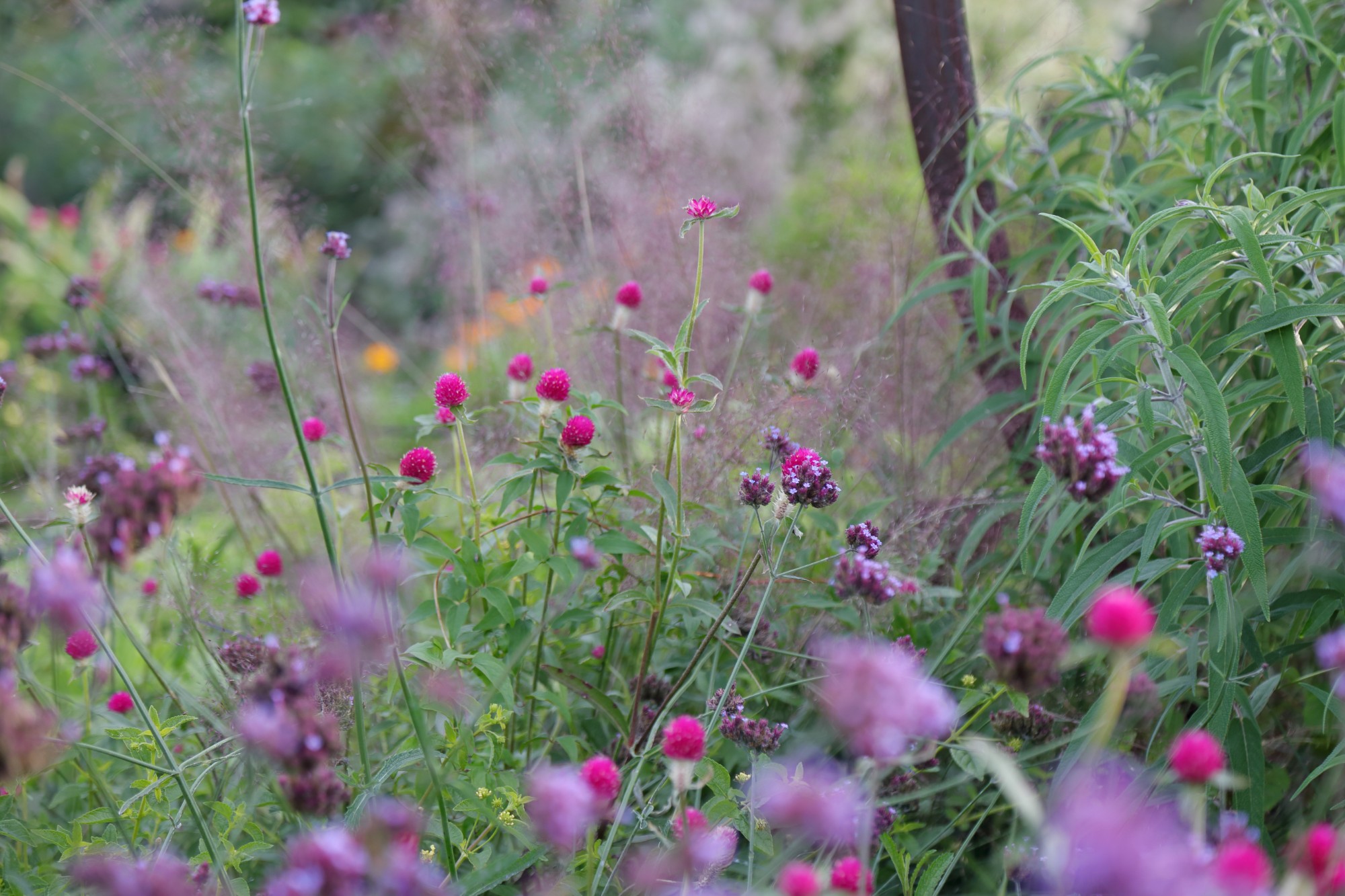 Gomphrena 'Forest Pink' (Forest Pink globe amaranth) in the Wells Fargo Rose Garden on October 26. Photo by Kelly Norris.