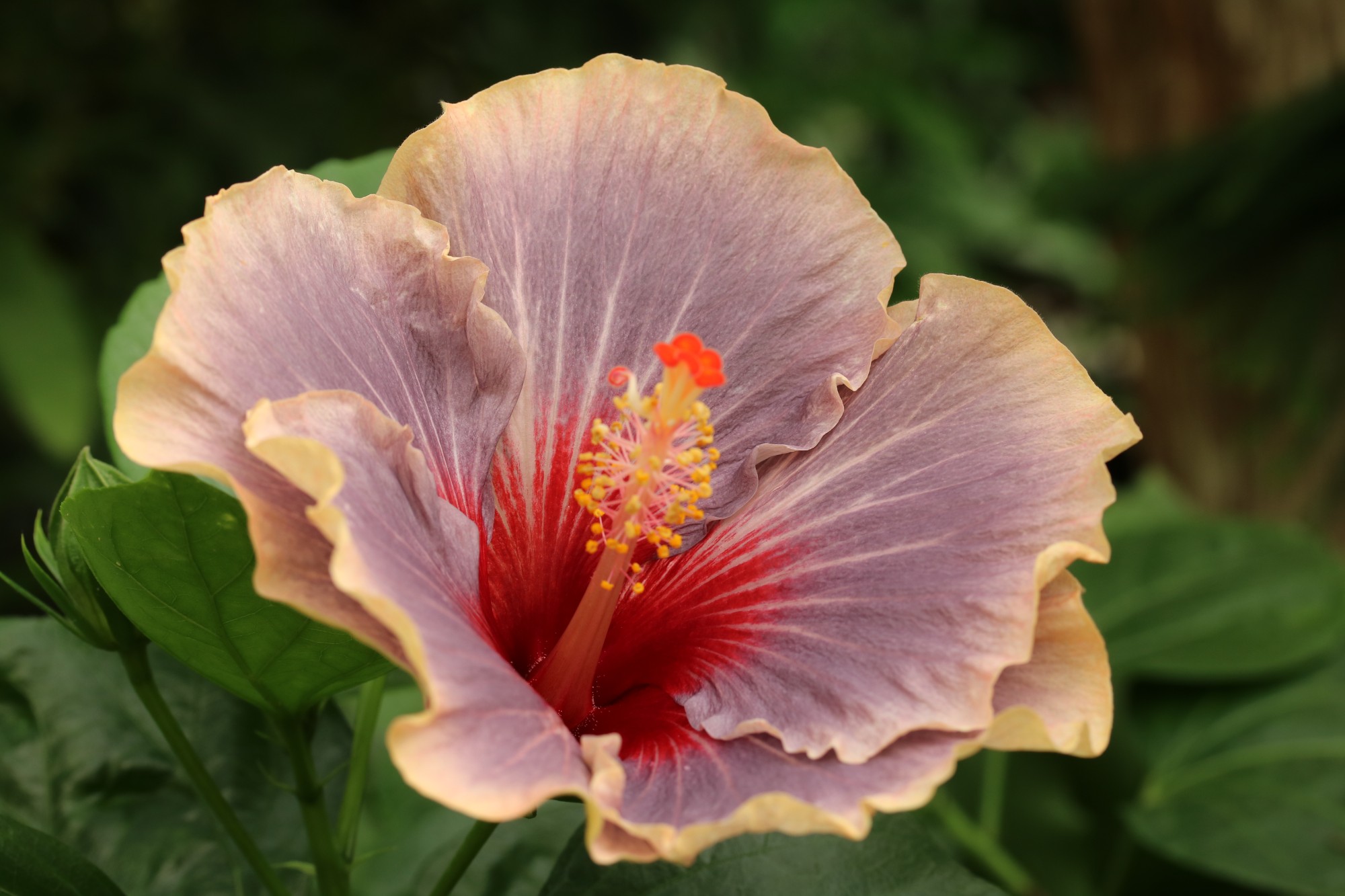 Hibiscus 'Blues in the Night' (Tropical Hibiscus), Gardeners Show House, September 2017. Photo by Leslie Hunter.