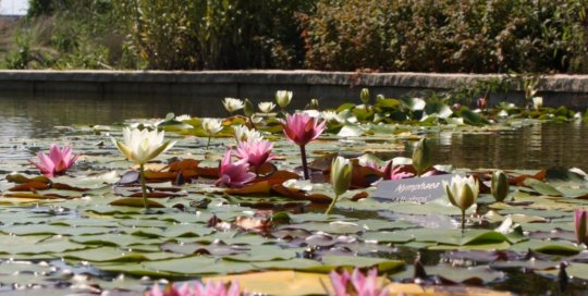 Nymphaea (water lily) flowering in the water garden, August 2016. Photo by Josh Schultes.