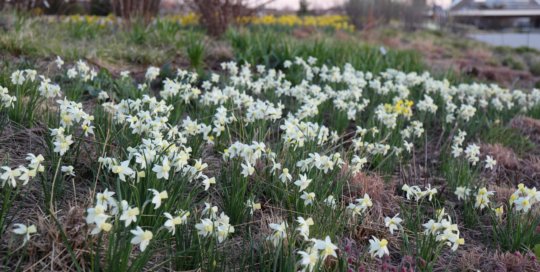 Narcissus 'Sailboat' (Sailboat daffodil) in the Lauridsen Savanna. Photo by Kelly Norris.