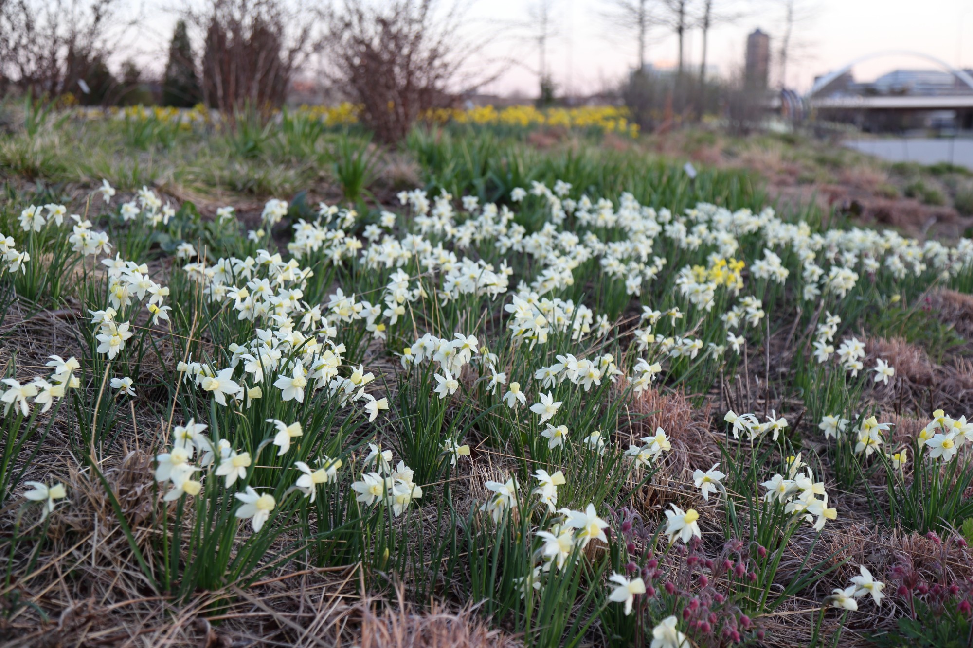 Narcissus 'Sailboat' (Sailboat daffodil) in the Lauridsen Savanna. Photo by Kelly Norris.