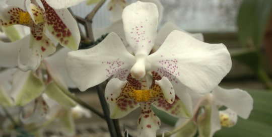 Phalaenopsis stuartiana x sib, Gardeners Show House. Photo by Leslie Hunter.