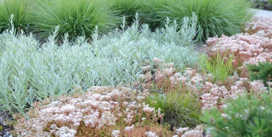 Sedum album 'Coral Carpet' (Coral Carpet stonecrop) and Artemisia ludoviciana (Louisiana sage) mingle in the Rutledge Conifer and Gravel Garden. Photo by Kelly Norris.
