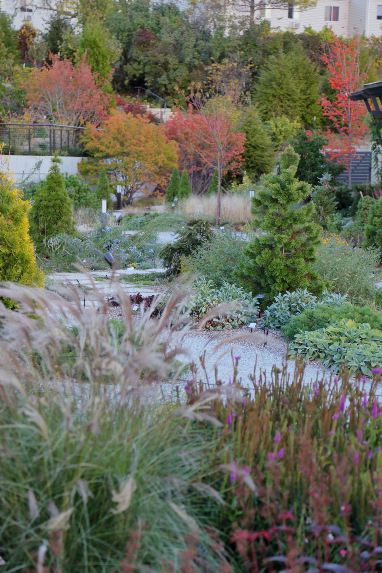 The Rutledge Conifer Garden, October 2015. Photo by Kelly Norris.