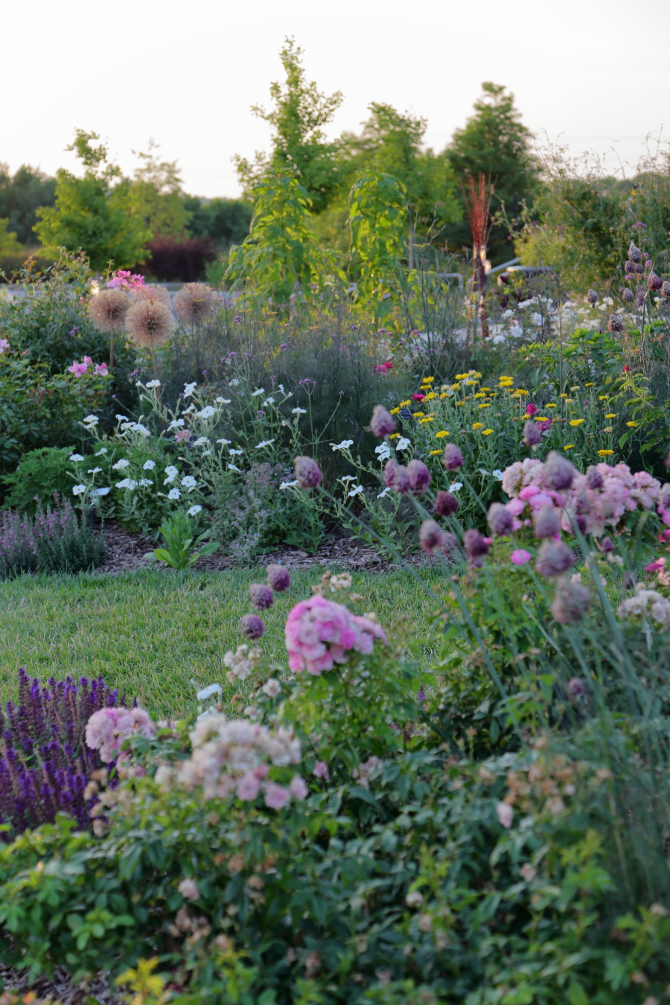 The Wells Fargo Rose Garden, July 5. Photo by Kelly Norris.