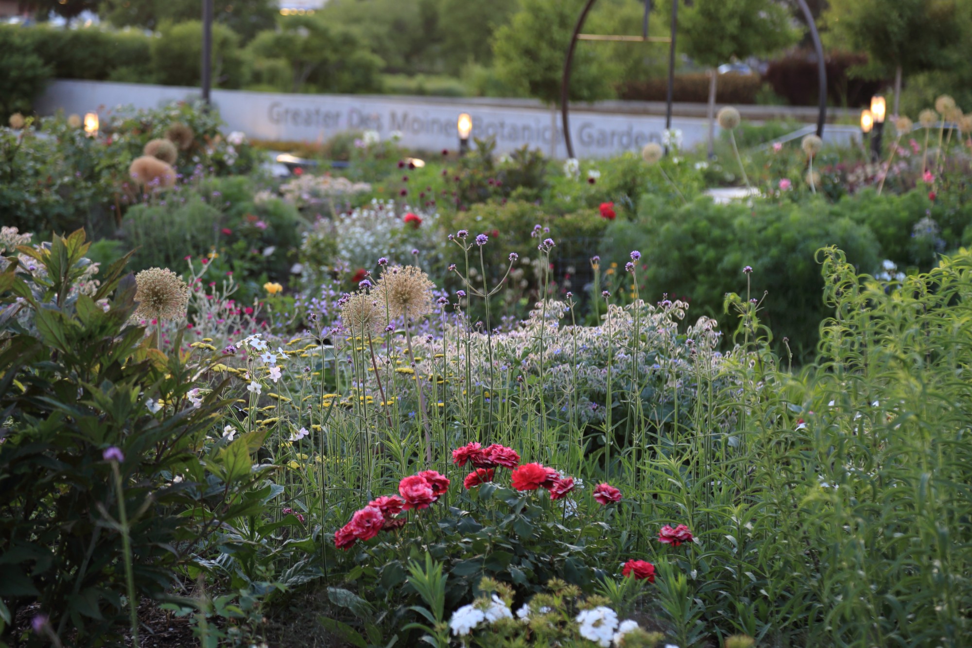 The Wells Fargo Rose Garden glowing in the evening light on June 18. Photo by Kelly Norris.