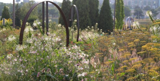 The Wells Fargo Rose Garden in evening light on August 2 showcasing Nicotiana (flowering tobacco) and Foeniculum vulgare (fennel). Photo by Kelly Norris.