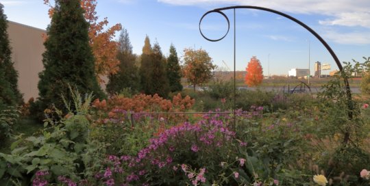 The Wells Fargo Rose Garden on October 26. Photo by Kelly Norris.
