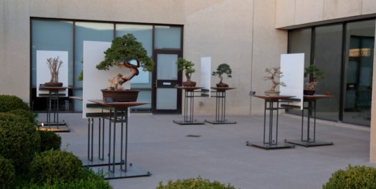 The Bonsai Gallery, April 2015. Photo by Kelly Norris.
