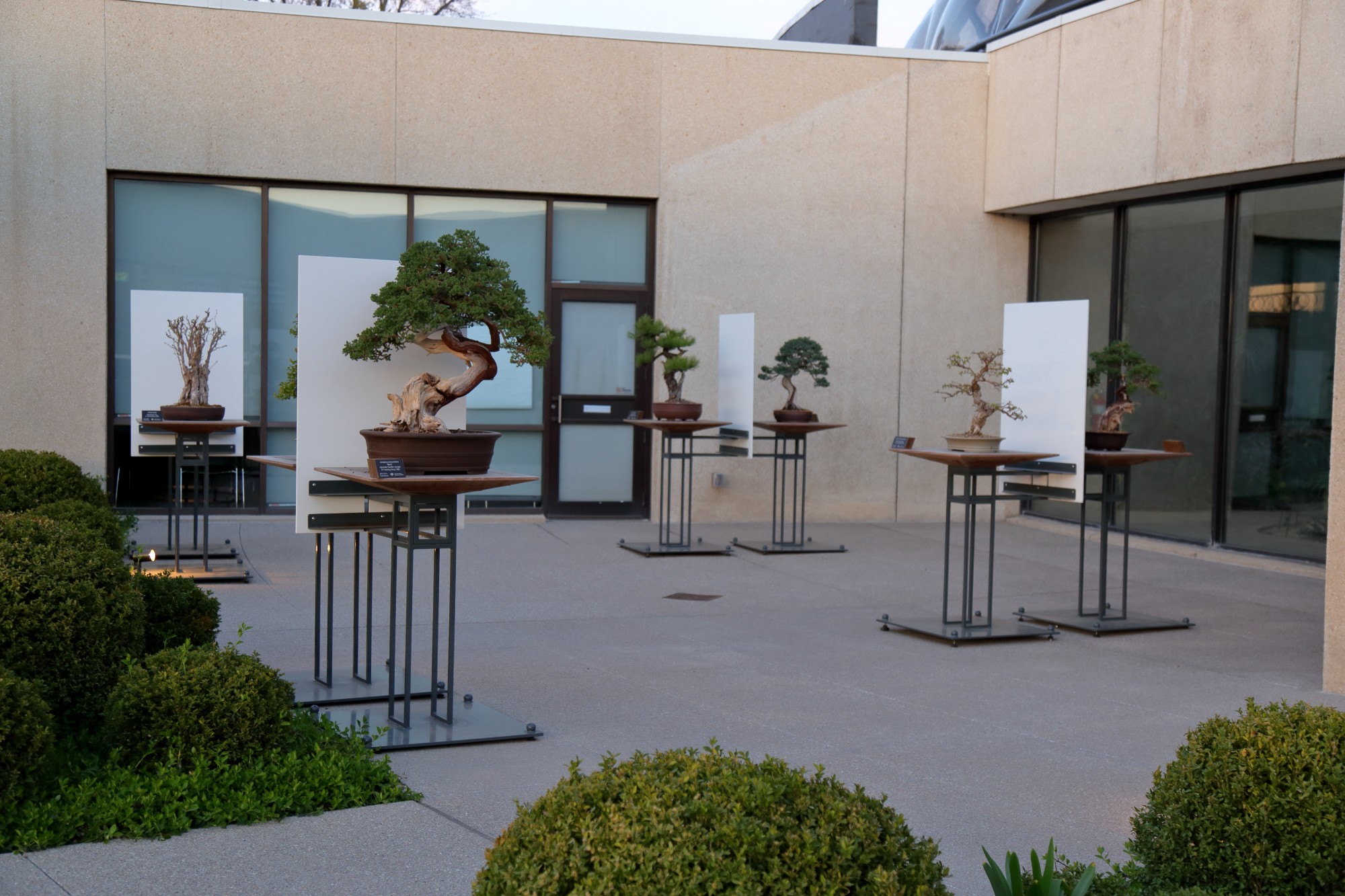 The Bonsai Gallery, April 2015. Photo by Kelly Norris.