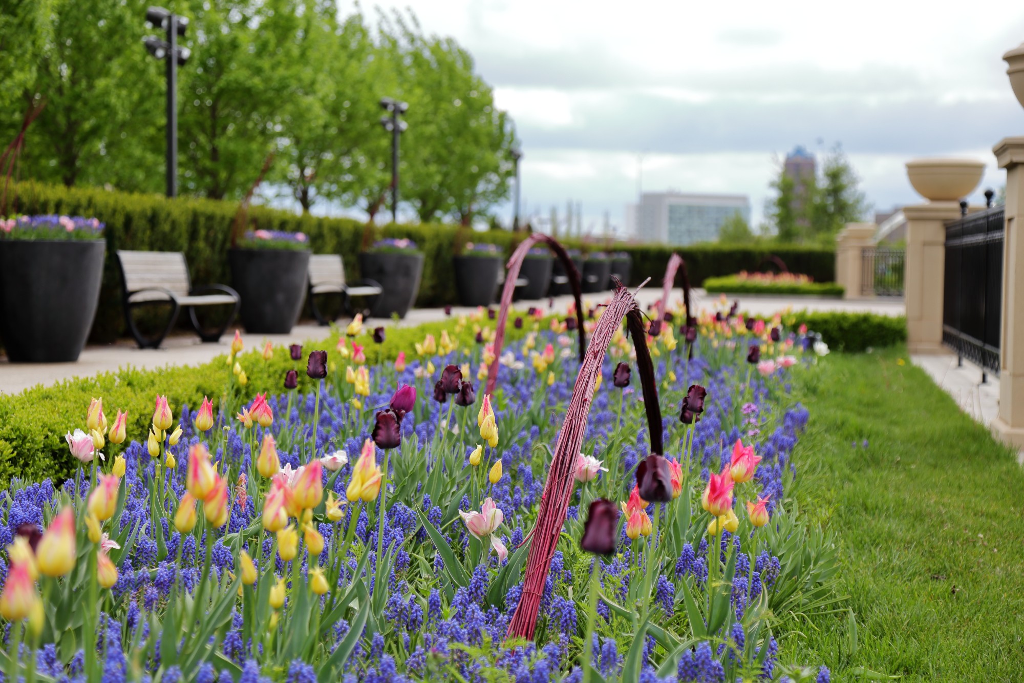 Tulips and grape hyacinths on the Principal Belvedere with hand-made twig sculptures. Photo by Kelly Norris.