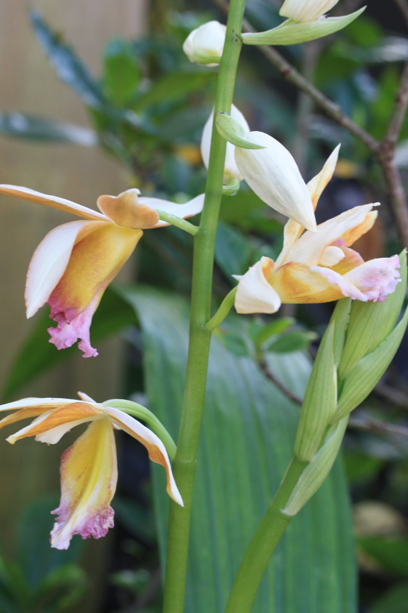 x Gastrophaius Dan Rosenberg 'Tropical Ice' (Tropical Ice intergeneric orchid), Conservatory, February 2016. Photo by Leslie Hunter.