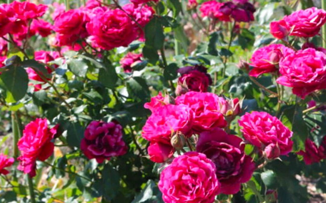 Buck Roses: A Midwestern Favorite