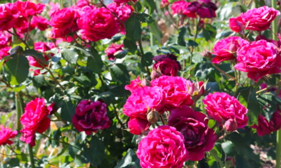 Buck Roses: A Midwestern Favorite - Greater Des Moines Botanical ...