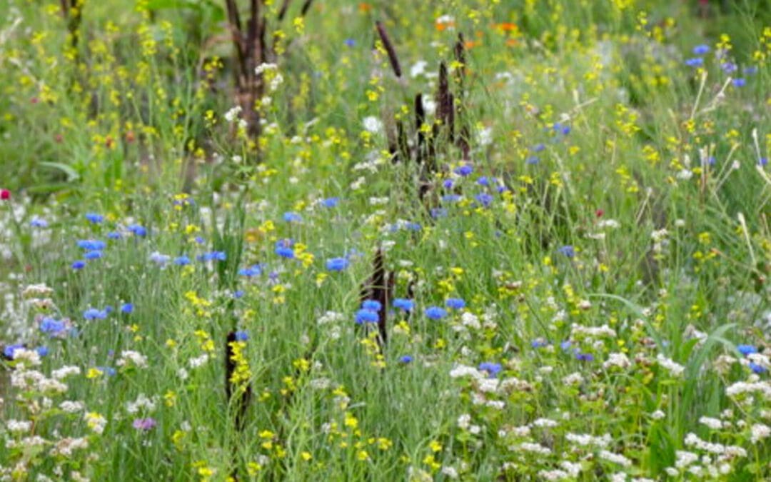 7 Meadow Plants We Love