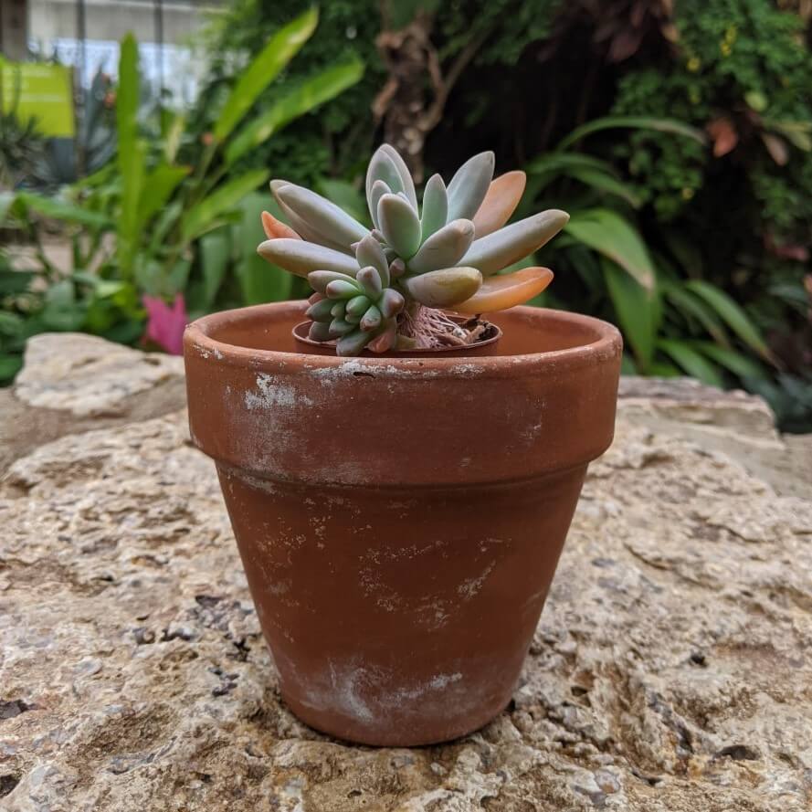 succulent plant in terra cotta pot
