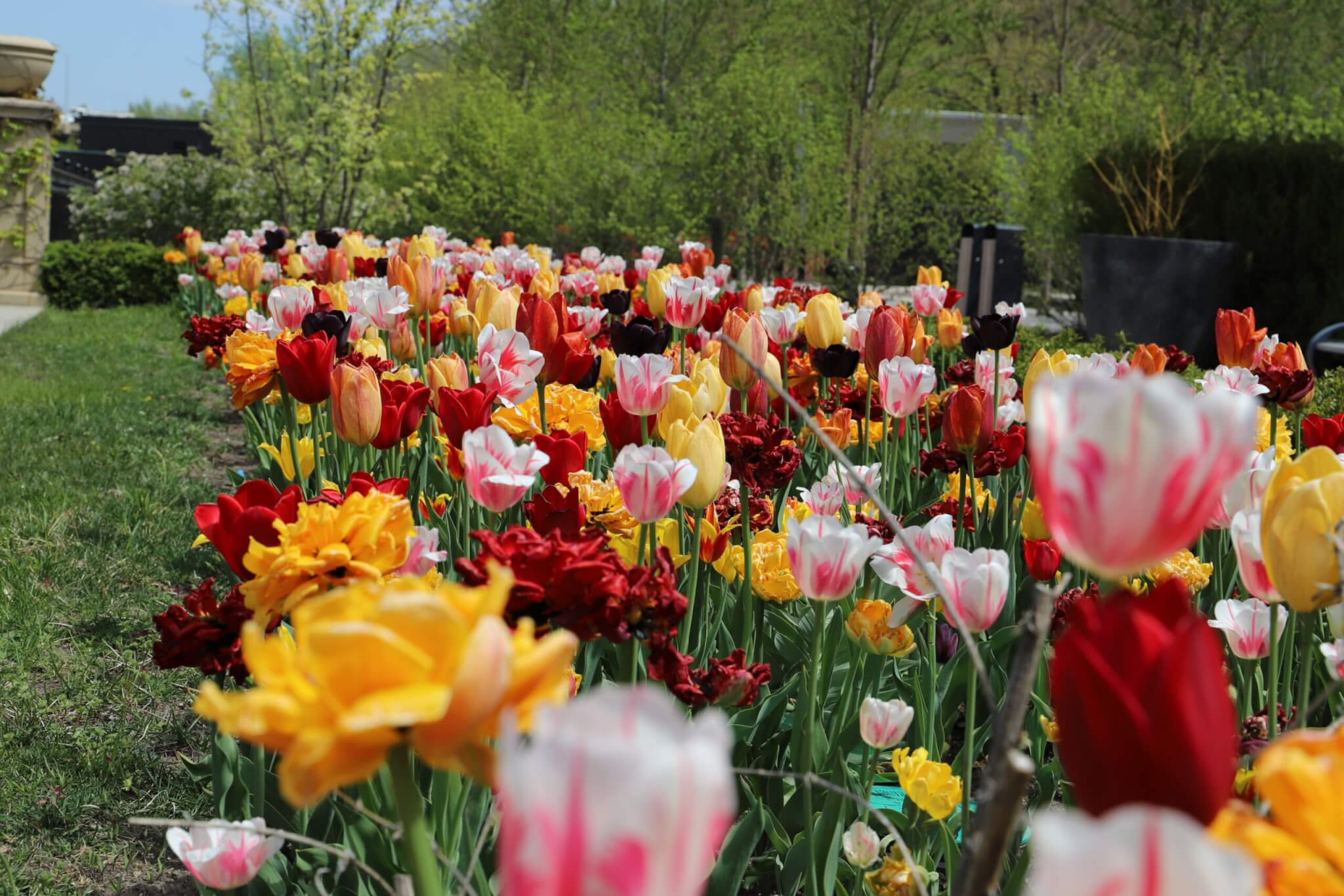 Yellow, red, and pink tulips.