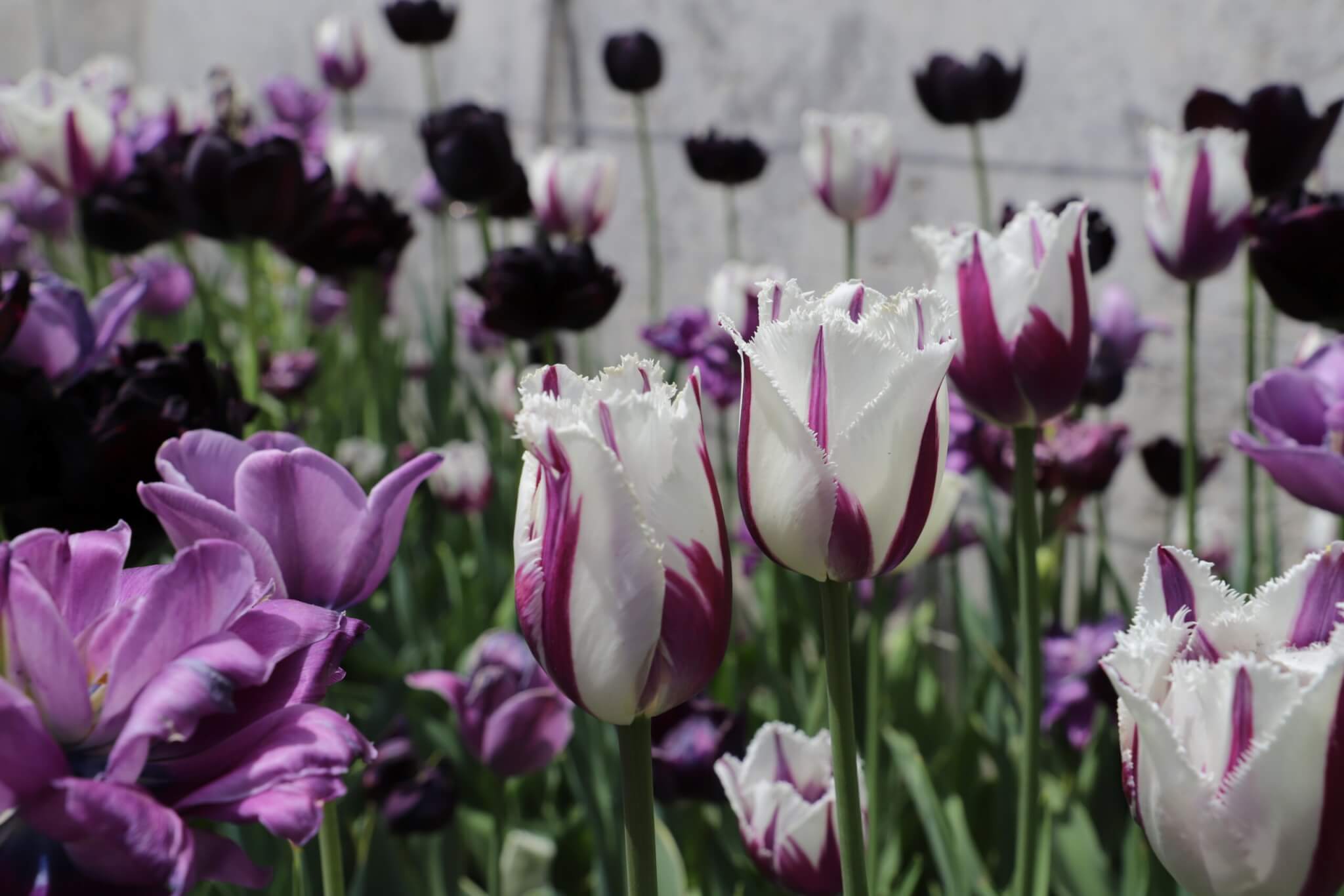 Purple and white tulips.