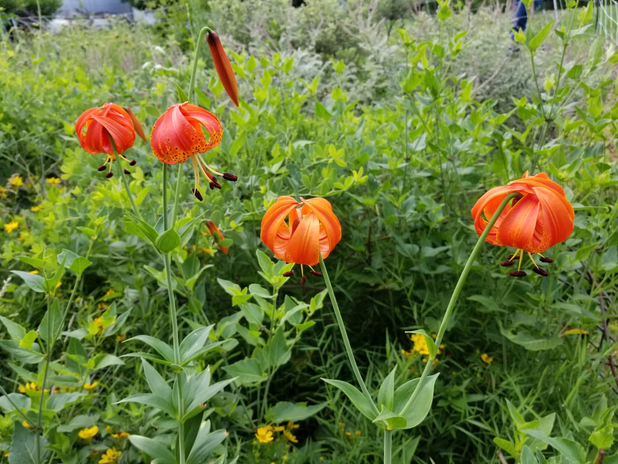 Orange flower amongst greenery at Engeldinger Marsh