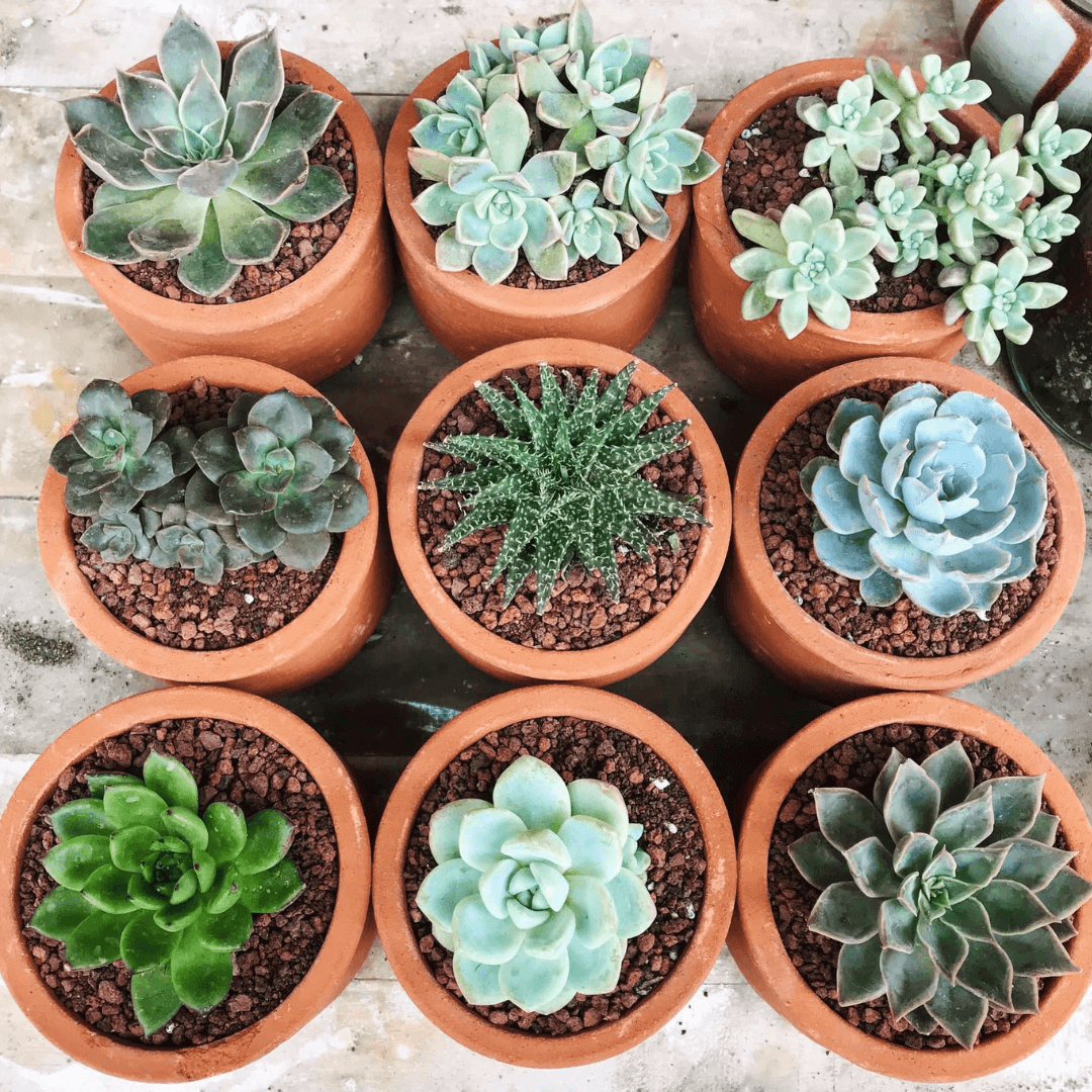 A variety of succulents in their own ceramic pots that people can pot up to take home. 