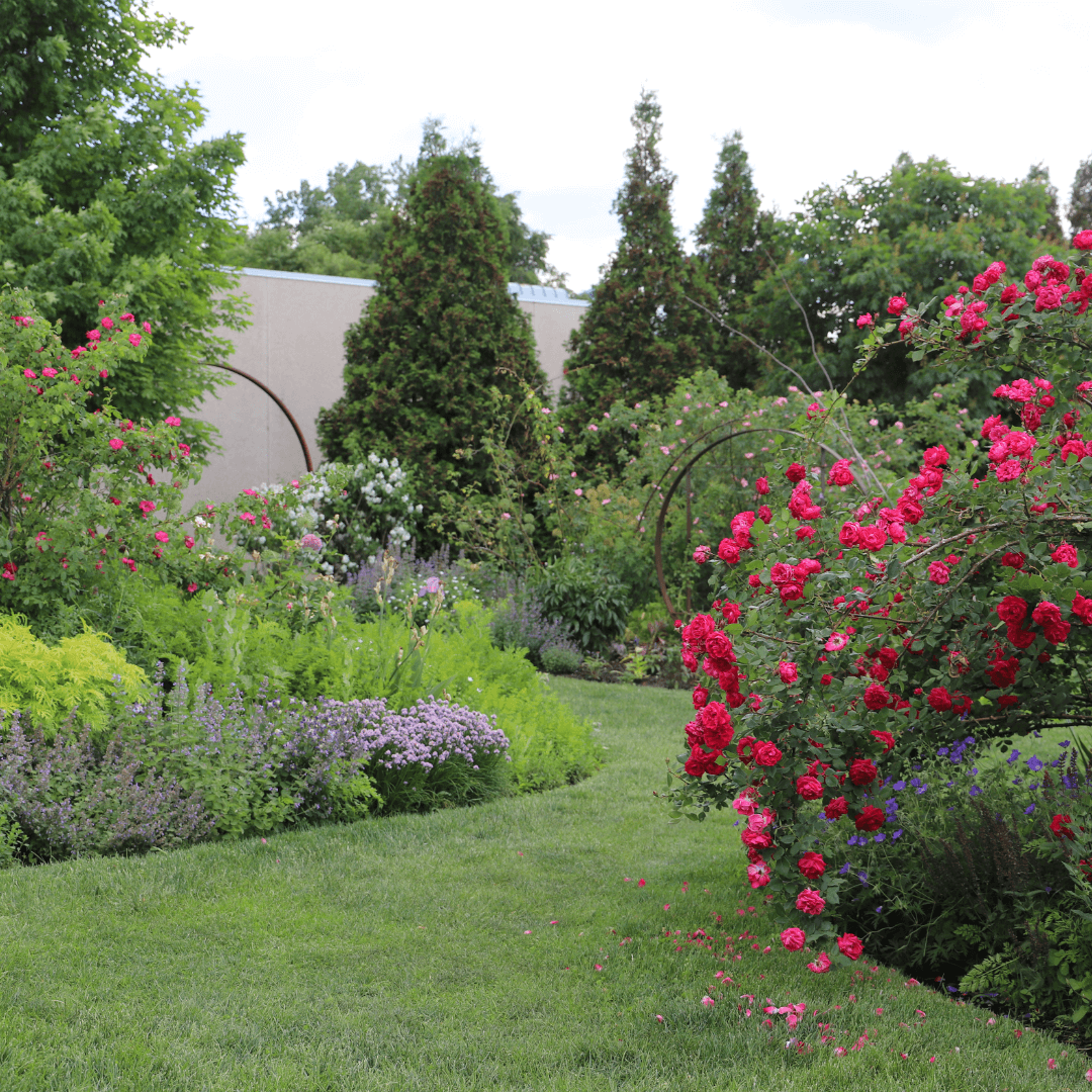 A lush rose garden with a winding walking path. 