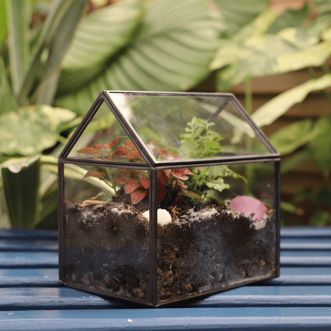 A terrariums that looks like a glass house with dirt, plants, and sea shells inside. 