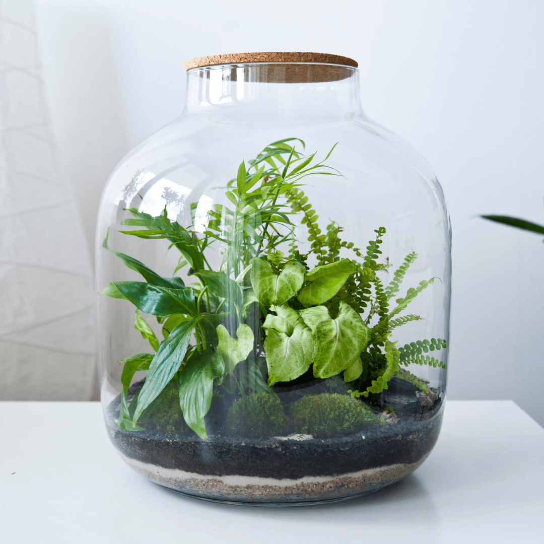 A large glass terrariums filled with green plants and moss. 