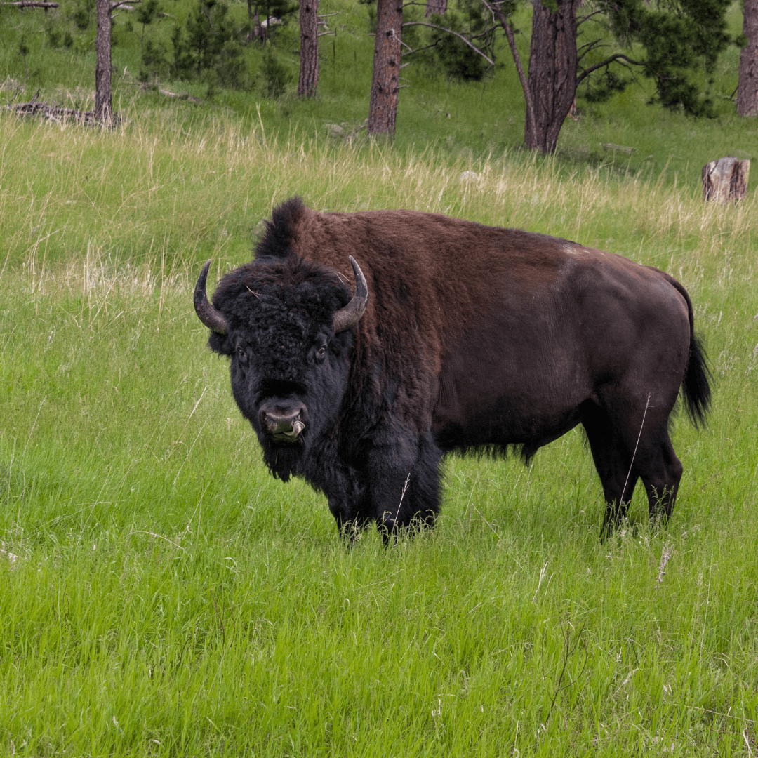 A bison in a prairie. 