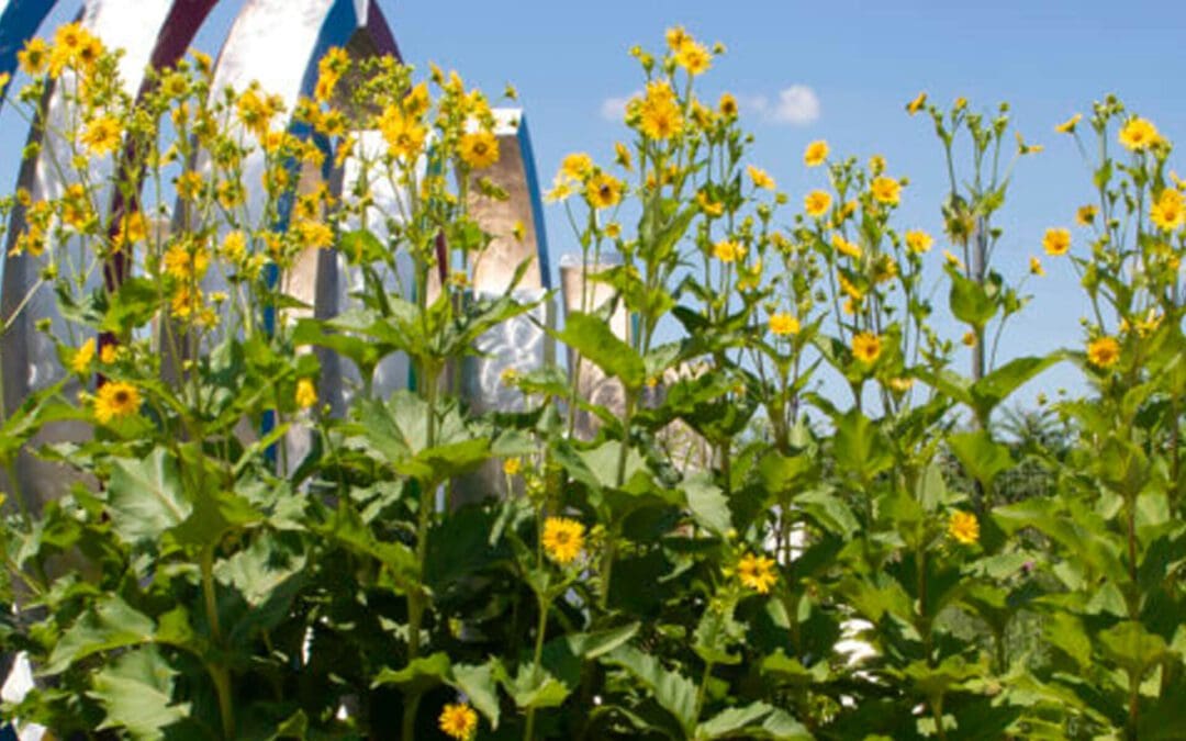 Celebrating Silphiums