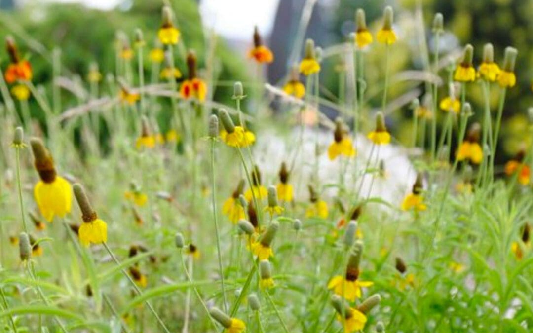 5 Tips to Combat Plant Blindness