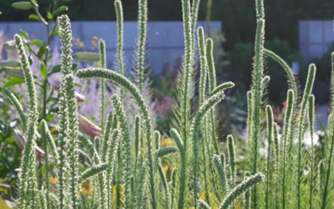 Pollinator Plant We Love: Liatris
