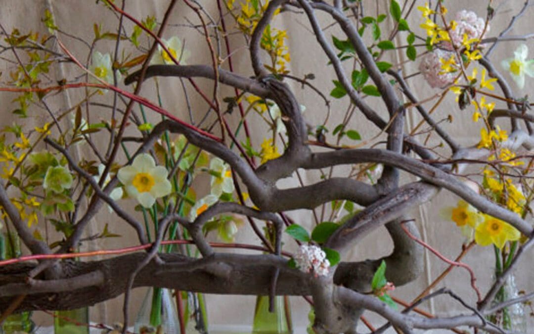 Botanical Tableau: A New Perspective