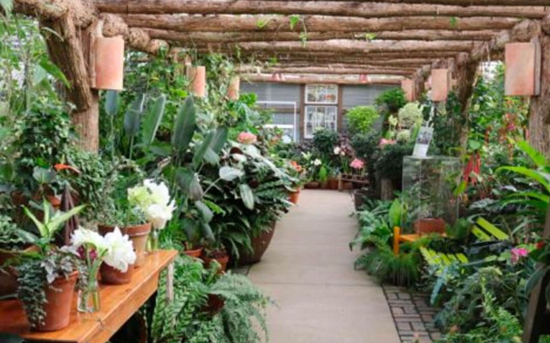 7 Tips for Houseplant Propagation