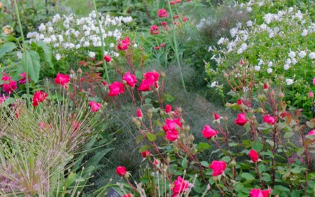 Roses: Garden Design and Pruning