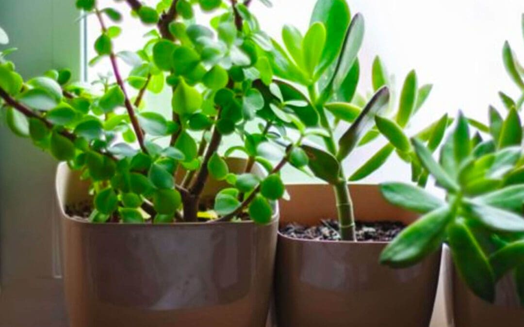 5 Tips for Healthier Houseplants
