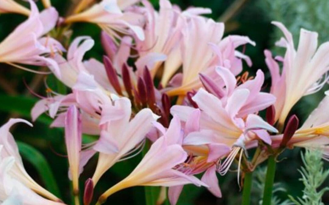 Lycoris: A Pleasant Surprise